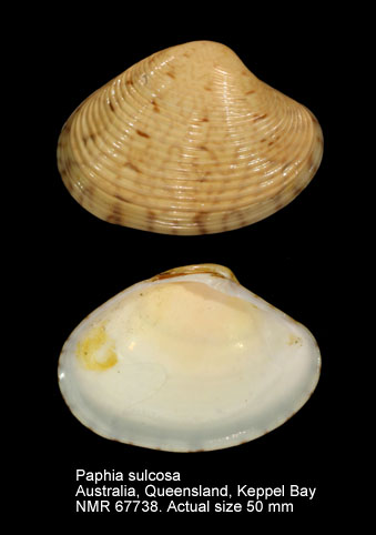 Paphia sulcosa.jpg - Paphia sulcosa(Philippi,1847)